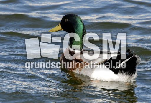 Stockente (2 von 6).jpg